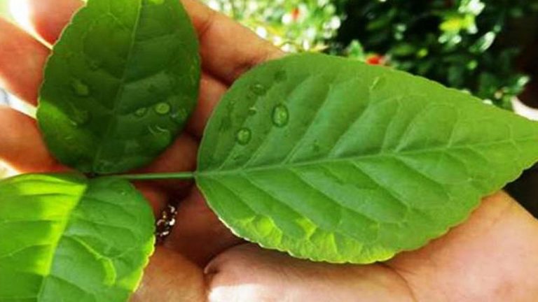ये हैं बिल्वपत्र के 7 आश्चर्य, जो रखे आपको स्वस्थ और निरोग
